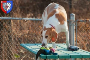 Lire la suite à propos de l’article Eleveurs de Beagle Harrier et chiots en Pays de la Loire