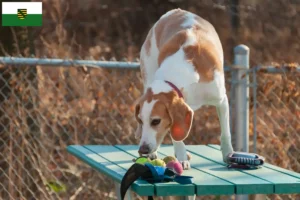 Lire la suite à propos de l’article Beagle Harrier éleveurs et chiots en Saxe