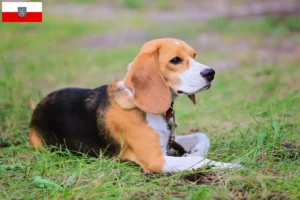 Lire la suite à propos de l’article Eleveurs de Beagle Harrier et chiots en Thuringe