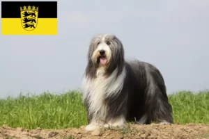 Lire la suite à propos de l’article Éleveurs de Bearded Collie et chiots en Baden-Württemberg