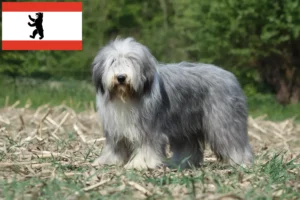 Lire la suite à propos de l’article Éleveurs de Bearded Collie et chiots à Berlin