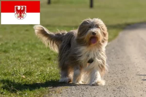 Lire la suite à propos de l’article Éleveurs de Bearded Collie et chiots dans le Brandebourg