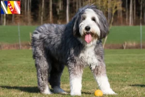 Lire la suite à propos de l’article Éleveurs de Bearded Collie et chiots en Grand Est