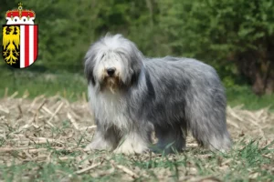 Lire la suite à propos de l’article Éleveurs de Bearded Collie et chiots en Haute-Autriche