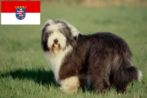 Lire la suite à propos de l’article Éleveurs de Bearded Collie et chiots en Hesse