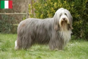 Lire la suite à propos de l’article Éleveurs de Bearded Collie et chiots en Italie
