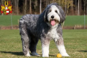 Lire la suite à propos de l’article Éleveurs de Bearded Collie et chiots en Carinthie