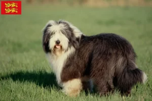 Lire la suite à propos de l’article Éleveurs de Bearded Collie et chiots en Normandie