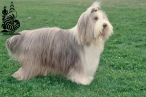 Lire la suite à propos de l’article Éleveurs de Bearded Collie et chiots en Nouvelle-Calédonie