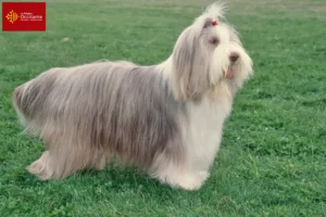 Lire la suite à propos de l’article Éleveurs de Bearded Collie et chiots en Occitanie
