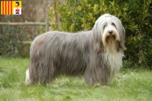 Lire la suite à propos de l’article Éleveurs de Bearded Collie et chiots en Provence-Alpes-Côte d’Azur