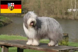 Lire la suite à propos de l’article Éleveurs de Bearded Collie et chiots en Sarre