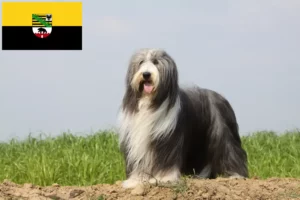 Lire la suite à propos de l’article Éleveurs de Bearded Collie et chiots en Saxe-Anhalt
