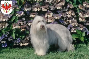 Lire la suite à propos de l’article Éleveurs de Bearded Collie et chiots au Tyrol