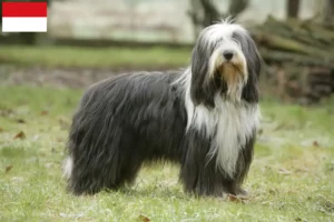 Lire la suite à propos de l’article Éleveurs de Bearded Collie et chiots à Vienne