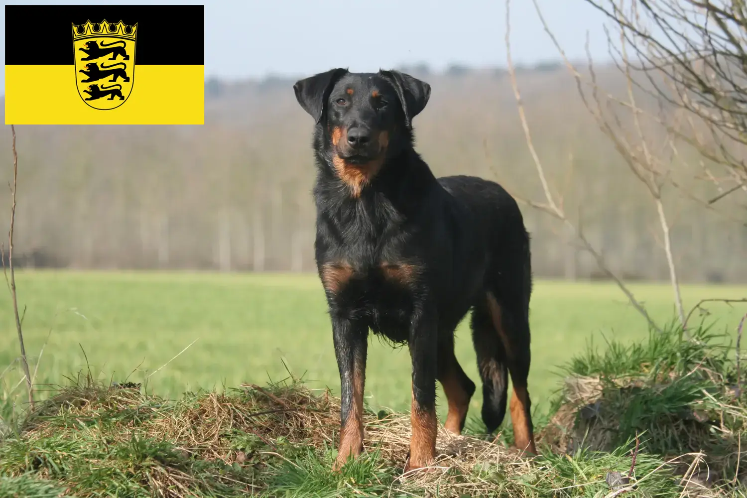 Beauceron chiots et éleveurs Baden-Württemberg Ici, tu trouveras des éleveurs de beaucerons en Baden-Württemberg.