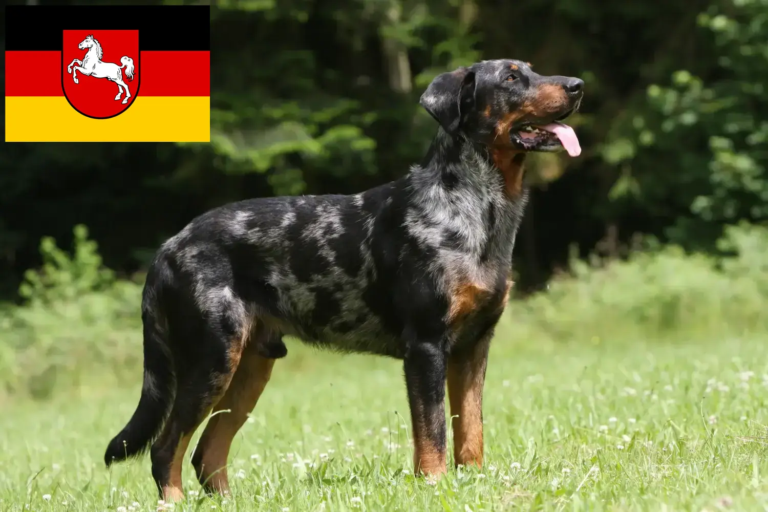 Beauceron chiots et éleveurs Basse-Saxe Ici, tu trouveras des éleveurs de beaucerons en Basse-Saxe.