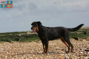 Lire la suite à propos de l’article Éleveurs de Beaucerons et chiots en Bourgogne-Franche-Comté