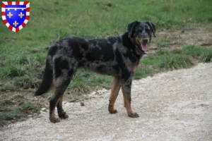 Lire la suite à propos de l’article Éleveurs de Beaucerons et chiots en Centre-Val de Loire
