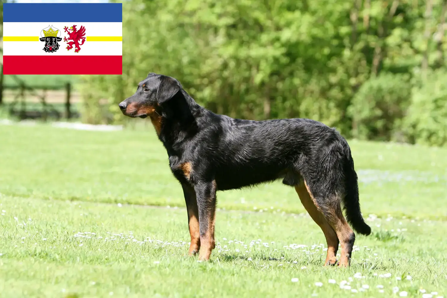 Beauceron chiots et éleveurs Mecklembourg-Poméranie occidentale Ici, tu trouveras des éleveurs de beaucerons dans le Mecklembourg-Poméranie occidentale.