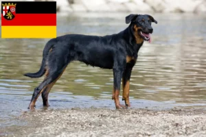 Lire la suite à propos de l’article Éleveurs de Beaucerons et chiots en Rhénanie-Palatinat