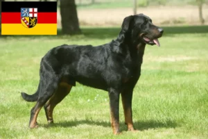 Lire la suite à propos de l’article Éleveurs de Beaucerons et chiots en Sarre