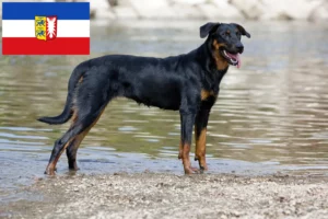 Lire la suite à propos de l’article Éleveurs de Beaucerons et chiots dans le Schleswig-Holstein