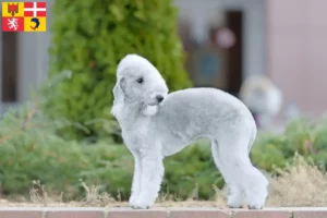 Lire la suite à propos de l’article Éleveurs de Bedlington Terrier et chiots en Auvergne-Rhône-Alpes