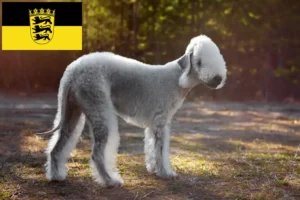 Lire la suite à propos de l’article Éleveurs de Bedlington Terriers et chiots dans le Bade-Wurtemberg