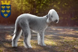 Lire la suite à propos de l’article Éleveurs de Bedlington Terriers et chiots en Basse-Autriche