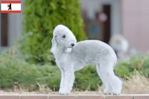 Lire la suite à propos de l’article Éleveurs de Bedlington Terrier et chiots à Berlin