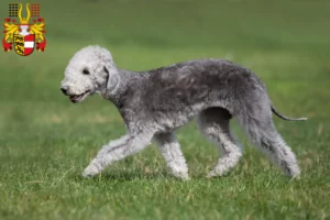 Lire la suite à propos de l’article Éleveurs de Bedlington Terrier et chiots en Carinthie