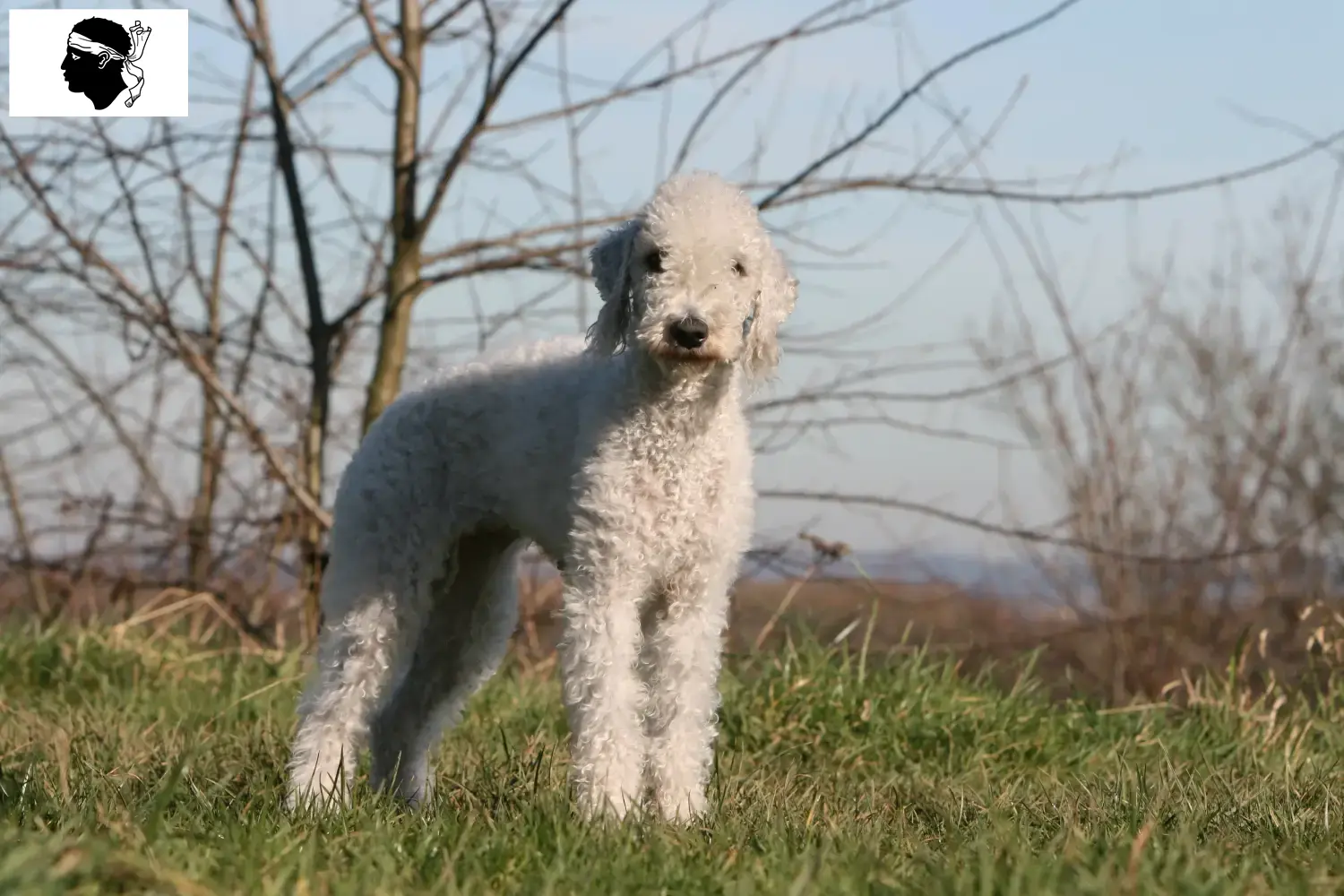 Bedlington Terrier chiots et éleveurs Corse Ici tu trouves des éleveurs de Bedlington Terrier en Corse.