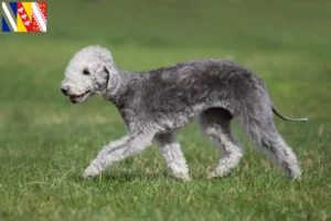 Lire la suite à propos de l’article Éleveurs de Bedlington Terriers et chiots en Grand Est