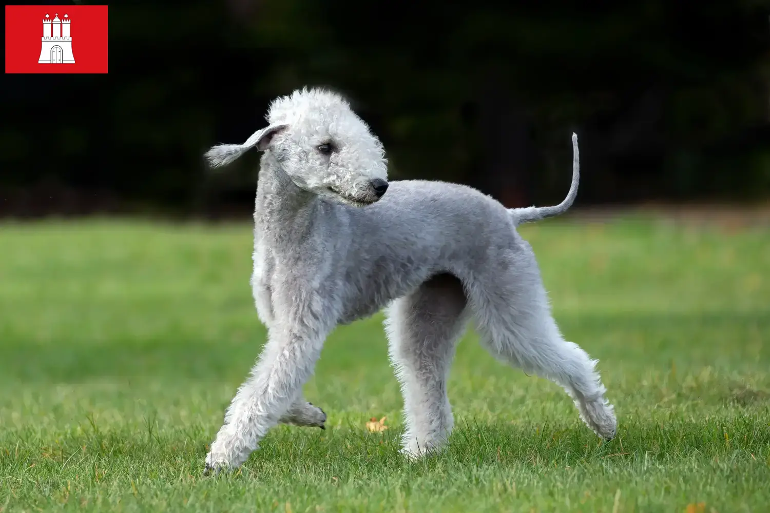 Bedlington Terrier chiots et éleveurs Hambourg Ici, tu trouveras des éleveurs de Bedlington Terrier à Hambourg.