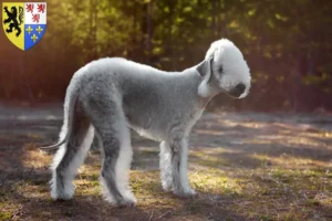 Lire la suite à propos de l’article Éleveurs de Bedlington Terriers et chiots en Hauts-de-France
