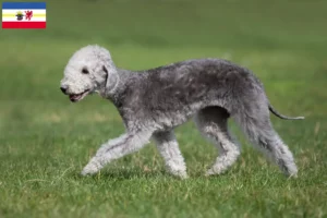 Lire la suite à propos de l’article Éleveurs de Bedlington Terrier et chiots dans le Mecklembourg-Poméranie occidentale