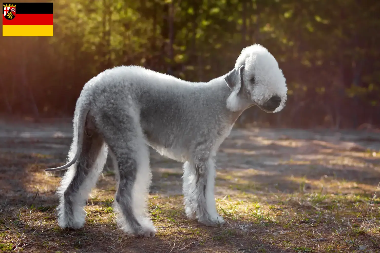 Bedlington Terrier chiots et éleveurs Rhénanie-Palatinat Ici, tu trouveras des éleveurs de Bedlington Terrier en Rhénanie-Palatinat.