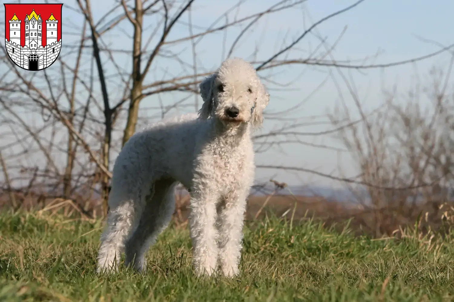 Bedlington Terrier chiots et éleveurs Salzbourg Ici tu trouves des éleveurs de Bedlington Terrier à Salzbourg.