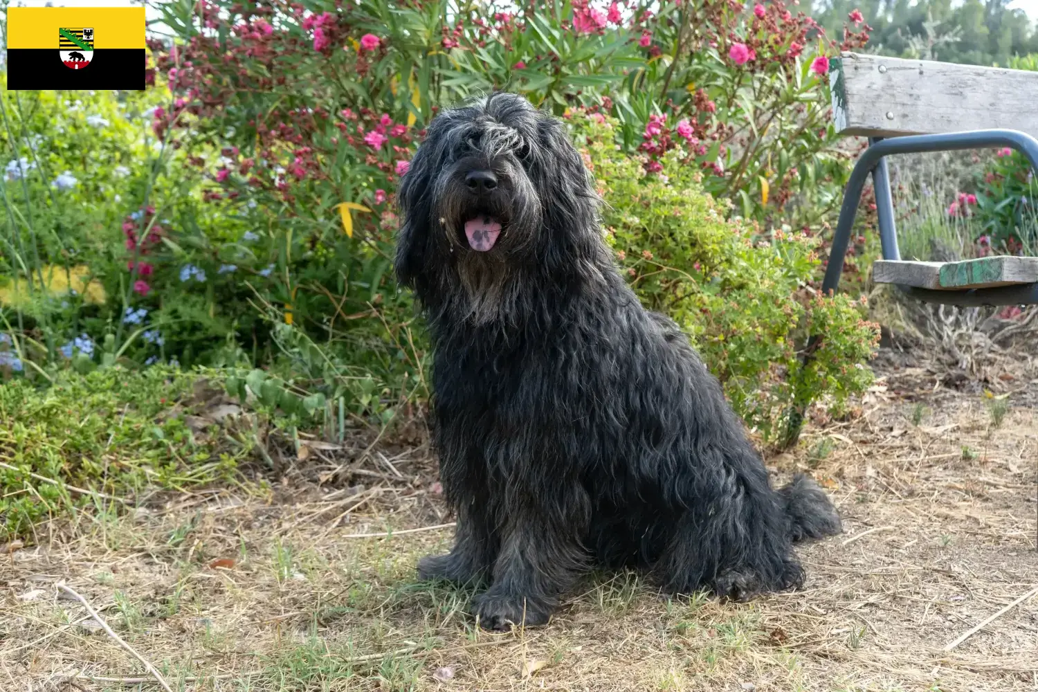 Chien berger bergamasque chiots et éleveurs Saxe-Anhalt Ici tu trouves des éleveurs de chiens de berger bergamasques en Saxe-Anhalt.