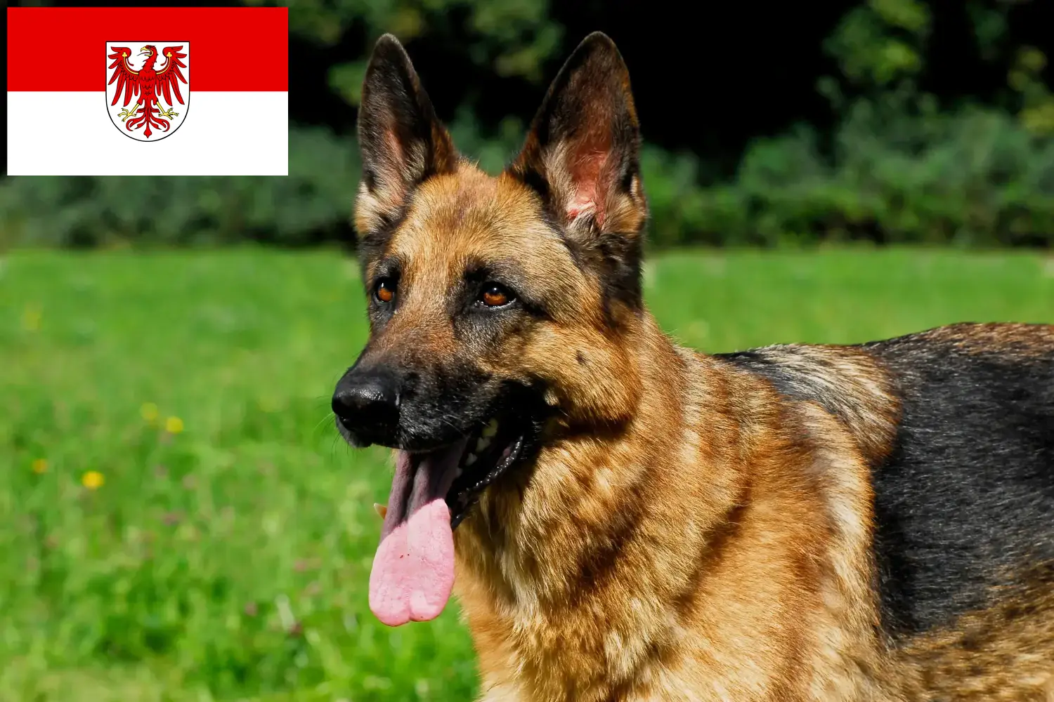 Berger allemand chiots et éleveurs Brandenburg Ici, tu trouveras des éleveurs de chiens de berger dans le Brandebourg.