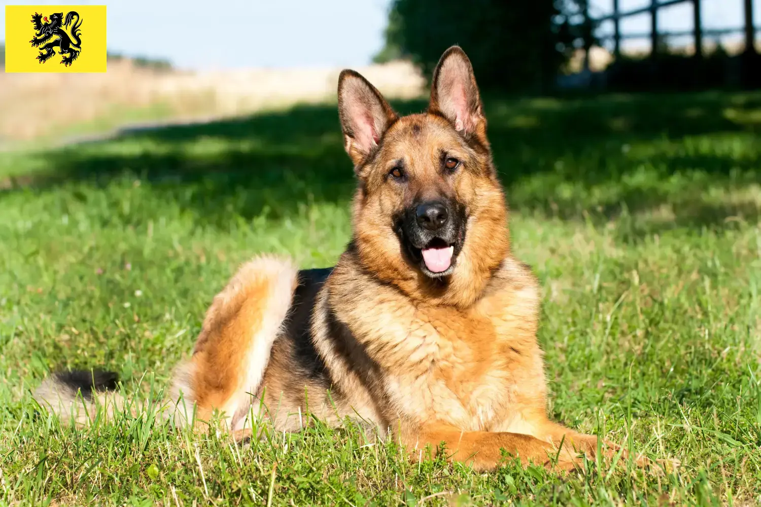 Berger allemand chiots et éleveurs Flandre Ici, vous trouverez des éleveurs de Bergers Allemands en Flandre.