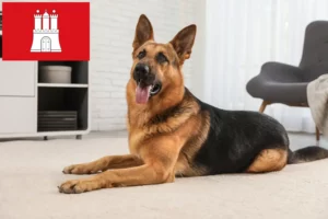 Lire la suite à propos de l’article Éleveurs de bergers allemands et chiots à Hambourg