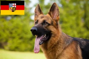 Lire la suite à propos de l’article Éleveurs de bergers allemands et chiots en Sarre