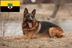 Lire la suite à propos de l’article Éleveurs de chiens de berger et chiots en Saxe-Anhalt