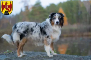 Lire la suite à propos de l’article Éleveurs de bergers australiens et chiots dans le Burgenland