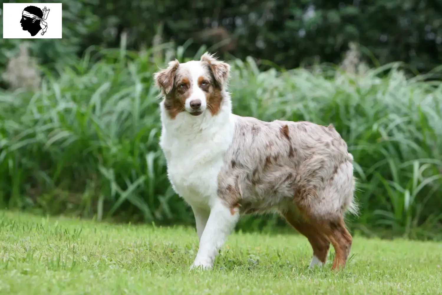 Berger australien chiots et éleveurs Corse Ici, vous trouverez des éleveurs de bergers australiens en Corse.
