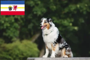 Lire la suite à propos de l’article Éleveurs de bergers australiens et chiots dans le Mecklembourg-Poméranie occidentale