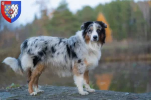 Lire la suite à propos de l’article Éleveurs de bergers australiens et chiots en Pays de la Loire