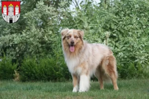 Lire la suite à propos de l’article Éleveurs de bergers australiens et chiots à Salzbourg